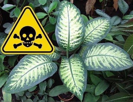 plantas venenosas y toxicas para el ser humano